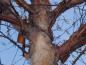 Preview: Betula albo-sinensis mit winterlichen Rindenschmuck