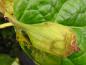 Preview: Sinocalycanthus sinensis