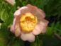 Preview: Sinocalycanthus sinensis