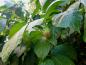 Preview: Sinocalycanthus sinensis