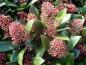 Preview: Skimmia japonica Rubella mit rosaroten Knospen