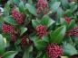 Preview: Skimmia japonica Rubella: Rote knospige Blüten