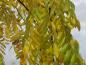 Preview: Trauer-Schnurbaum mit Herbstfärbung