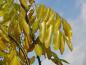 Preview: Sophora japonica Pendula in Herbstfärbung