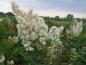 Preview: Blüte der Fiederspiere im Frühsommer