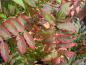 Preview: Buntes Herbstlaub bei Sorbaria sorbifolia
