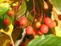 Preview: Herbstlicher Fruchtschmuck: Erlenblättrige Eberesche