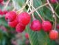 Preview: Rote Früchte der erlenblättrige Eberesche