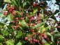 Preview: Sorbus alnifolia mit rotem Fruchtschmuck