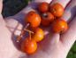 Preview: Früchte von Sorbus alnifolia