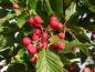 Preview: Sorbus alnifolia: Schöne rote Beeren