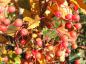Preview: Sorbus alnifolia mit typischen Früchten im Oktober