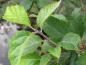 Preview: Triebspitze von Sorbus alnifolia
