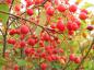Preview: Haften bis in den November am Trieb: Früchte von Sorbus alnifolia