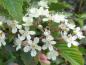 Preview: Weiße Blüte von Sorbus alnifolia