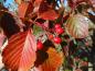 Preview: Sorbus alnifolia: rote Früchte und Herbstlaub