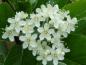 Preview: Weiße Blüte von Sorbus aria, Echte Mehlbeere