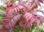 Preview: Sorbus arnoldiana Golden Wonder mit toller Herbstfärbung