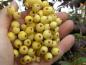 Preview: Typische Früchte der Eberesche Golden Wonder