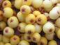 Preview: Im Detail zu sehen: Die Früchte von Sorbus arnoldiana Golden Wonder