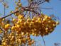 Preview: Herbstlicher Blickfang: Sorbus arnoldiana Golden Wonder