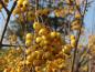 Preview: Sorbus arnoldiana Golden Wonder mit herbstlichen Fruchtschmuck