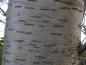 Preview: Typische Rinde von Sorbus aucuparia