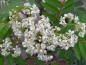 Preview: Blüte bei Sorbus aucparia Edulis
