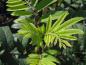 Preview: Sorbus aucuparia Rossica Major - frischer Austrieb