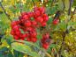 Preview: Die roten Vogelbeeren der großfrüchtigen Eberesche können für die Herstellung von Marmelade verwendet werden.