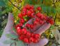 Preview: Große rote Beeren der Sorbus aucuparia Rossica Major