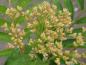 Preview: Blütenknospen von Sorbus Autumn Spire