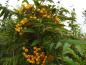 Preview: Gelbe Früchte der säulenförmigen Herbsteberesche