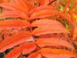 Preview: Sorbus Dodong verfärbt sich im Herbst leuchtend rotorange.