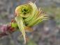 Preview: Der frische Blattaustrieb des Sorbus Dodong