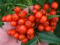 Preview: Orangerote Früchte von Sorbus Dodong