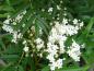 Preview: Weiße Blüte der Eberesche Dodong