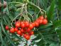 Preview: Sorbus Dodong: Rote Früchte, aufgenommen Mitte September
