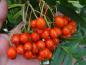 Preview: Die verhältnismäßig großen Früchte von Sorbus Dodong