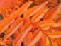 Preview: Eberesche Dodong - schöne orange-rote Herbstfärbung