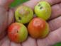 Preview: Reife Früchte des Speierling im Oktober