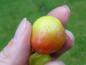 Preview: Gelb-rote Frucht von Sorbus domestica