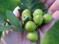 Preview: Unreife Früchte von Sorbus domestica