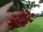Preview: Früchte von Sorbus intermedia