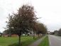 Preview: Sorbus intermedia als Strassenbaum in Nordfriesland