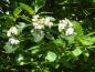 Preview: Blüte von Sorbus intermedia