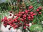 Preview: Rote Früchte der Mahagoni-Eberesche