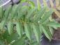 Preview: Gefiedertes Blatt der Sorbus serotina