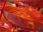 Preview: Die Blätter von Sorbus serotina färben sich im Herbst wundervoll rot.