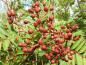 Preview: Rote Beeren von Sorbus serotina